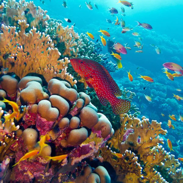 Exploration sous-marine avec masque et tuba pendant Rhino Safari