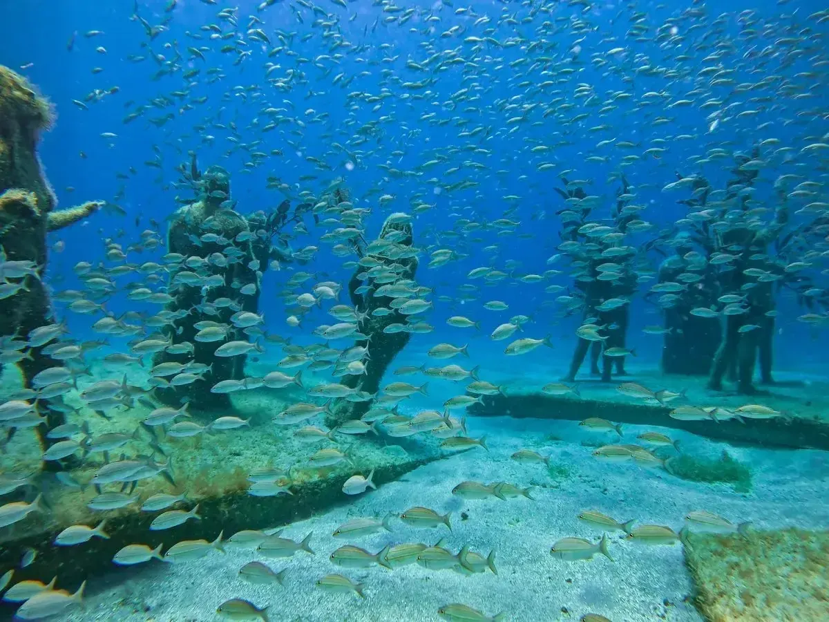 Poissons autour des sculptures recifales du parc sous-marin Under SXM