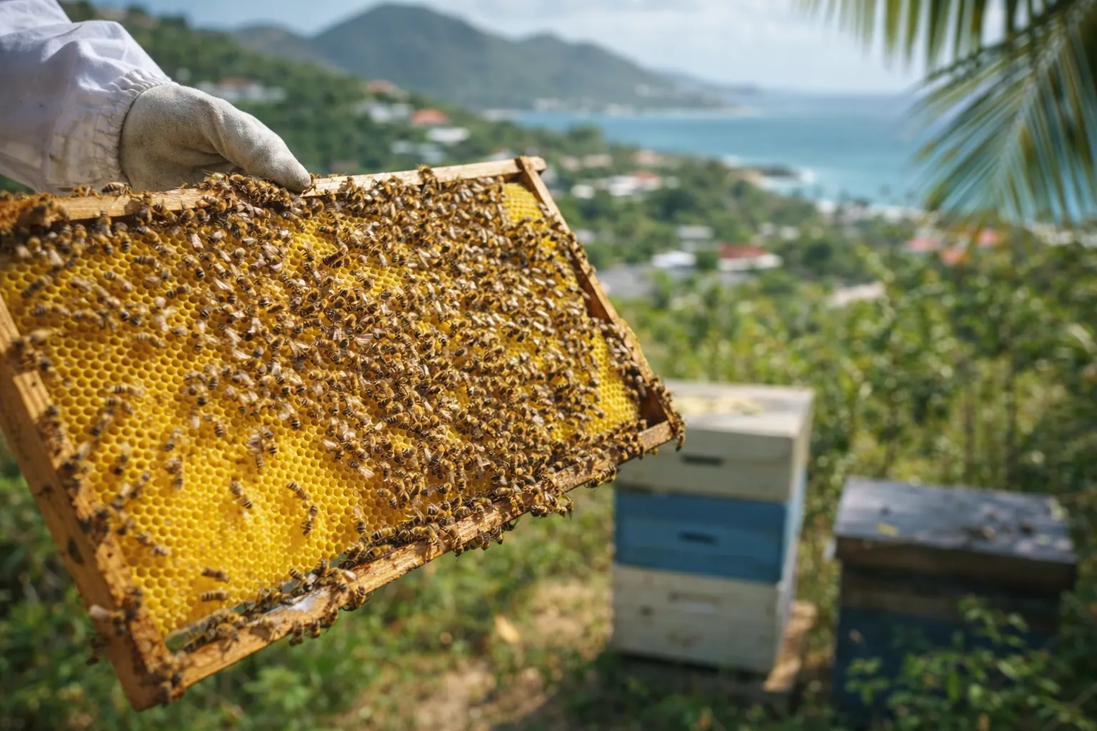 Initiation a l'apiculture a Saint-Martin : une decouverte originale autour des abeilles