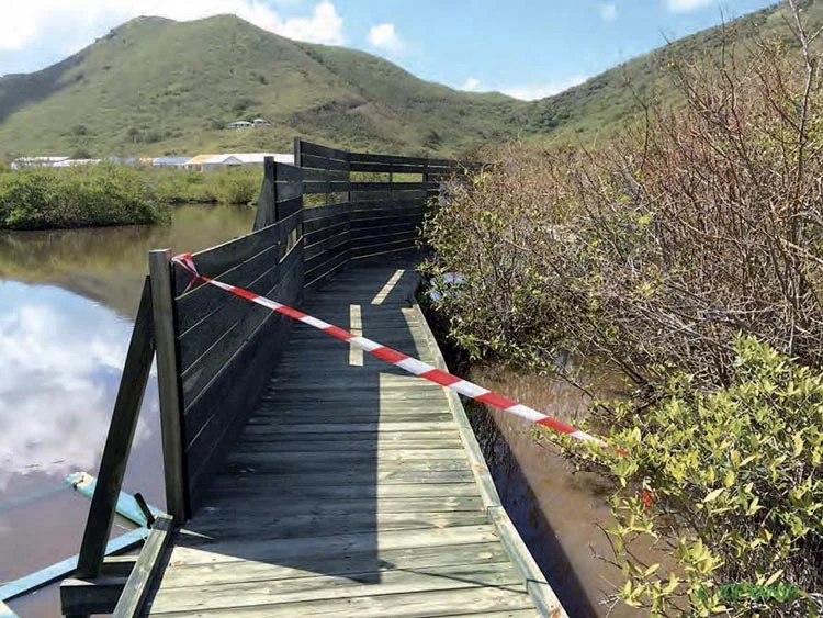 Mangrove de Cul-de-Sac à Saint-Martin