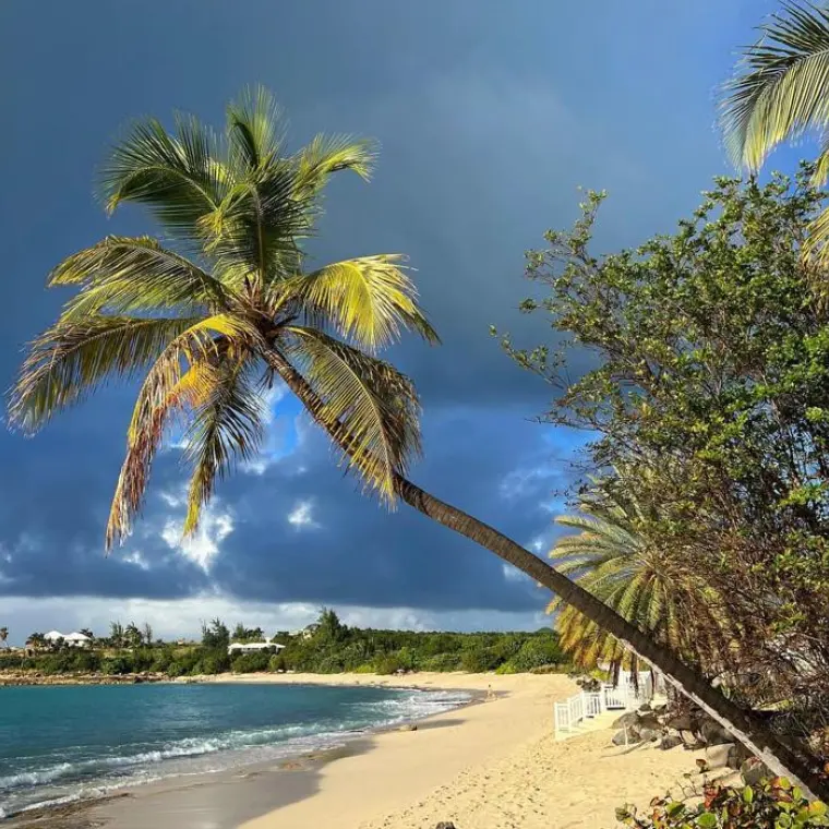 Palmier et plage naturelle de Baie aux Prunes à Saint-Martin