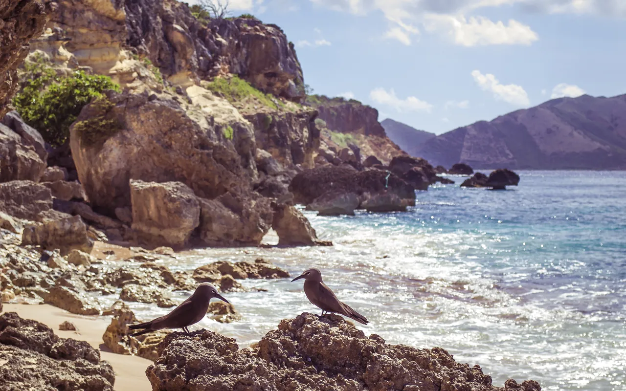 Couple de noddis bruns sur les rochers de Tintamarre, oiseaux protégés de la Réserve Naturelle