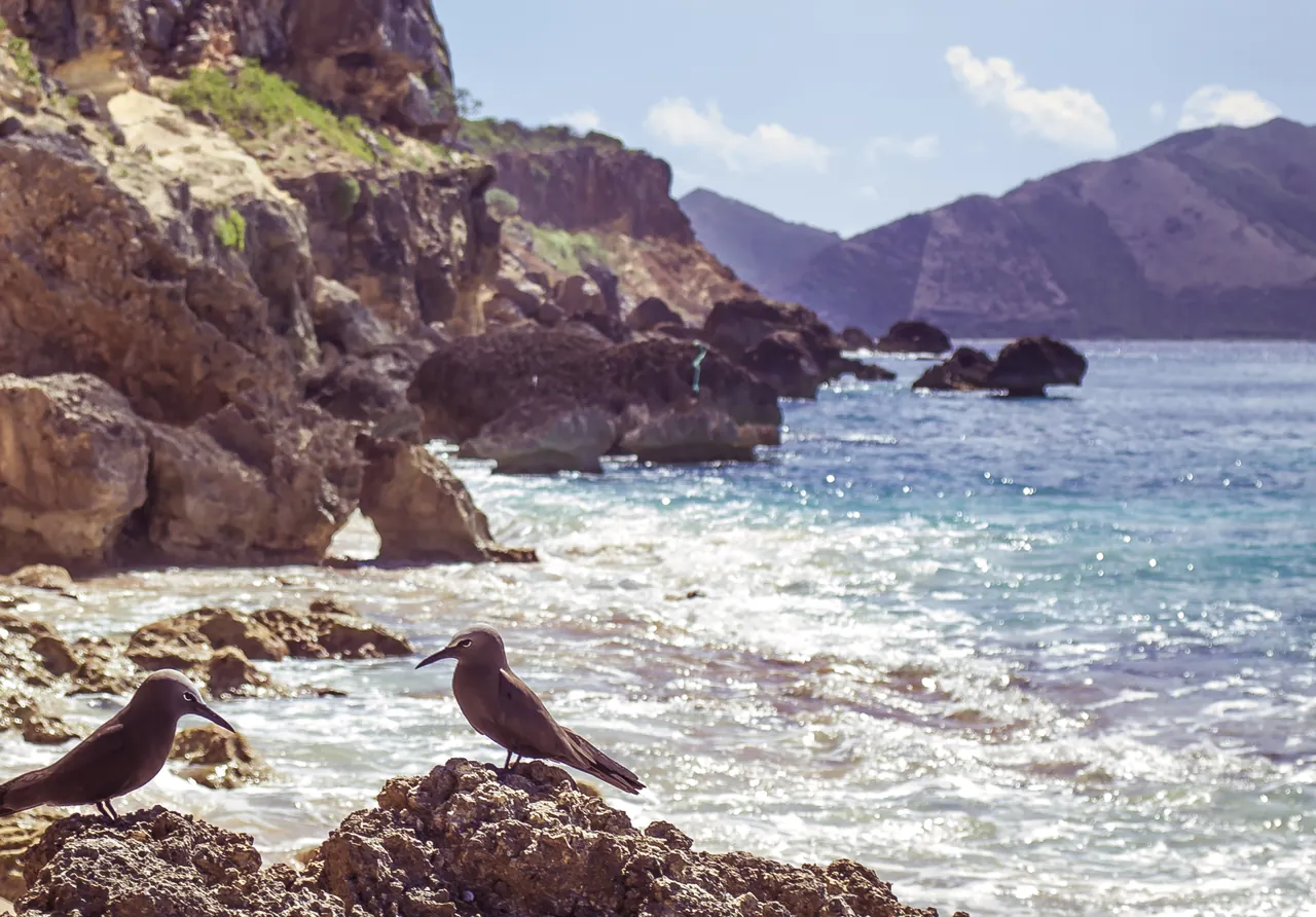 Noddis bruns sur les rochers du lagon de Tintamarre, oiseaux marins protégés de la Réserve