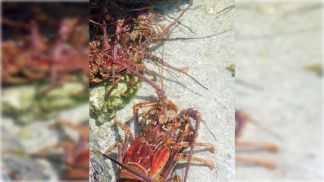 Astra - Homards vivants dans le vivier du restaurant