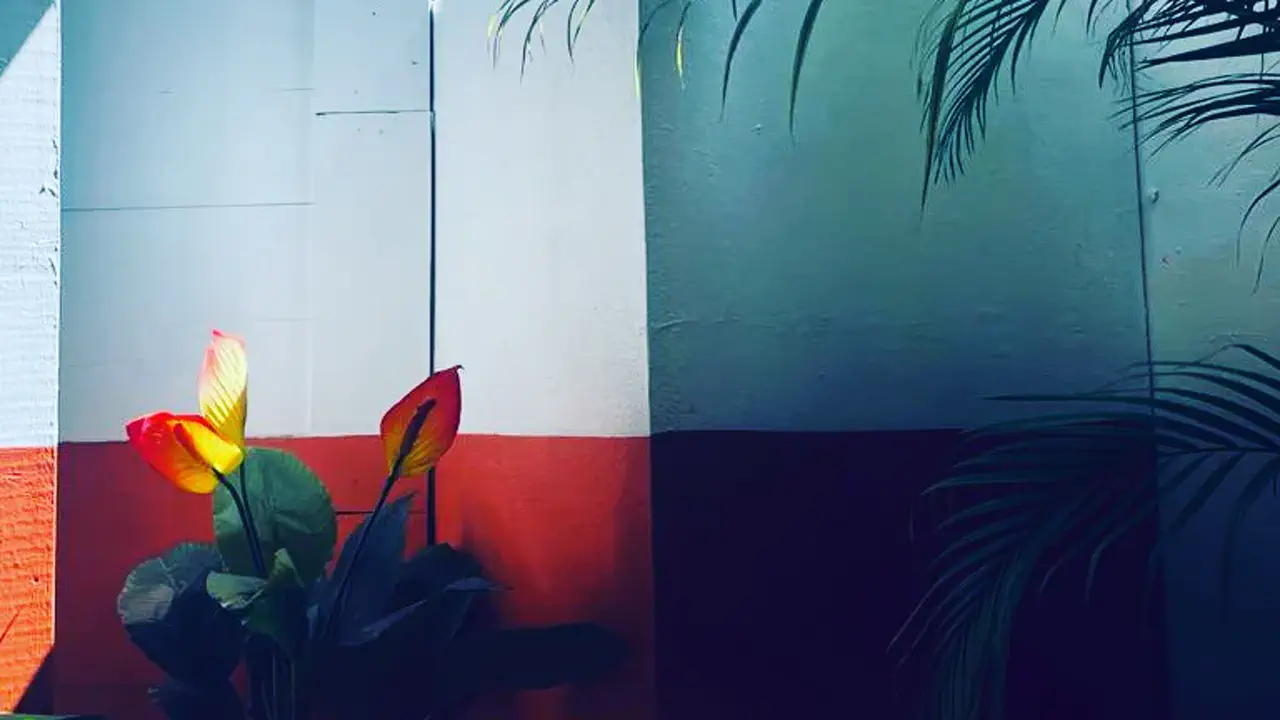 La Cantine SXM - Coin de terrasse ombragé avec plantes tropicales