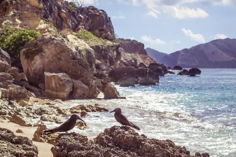 Couple de noddis bruns sur les rochers de Tintamarre, oiseaux protégés de la Réserve Naturelle