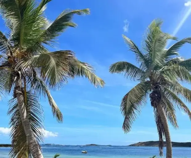 Vue de la baie du Galion avec cocotiers et eau calme