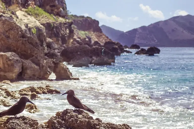 Noddis bruns sur les rochers du lagon de Tintamarre, oiseaux marins protégés de la Réserve